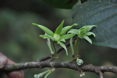 Polyalthia fragrans